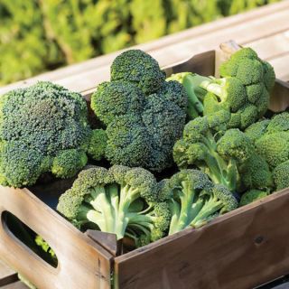 Broccoli Thumbnail